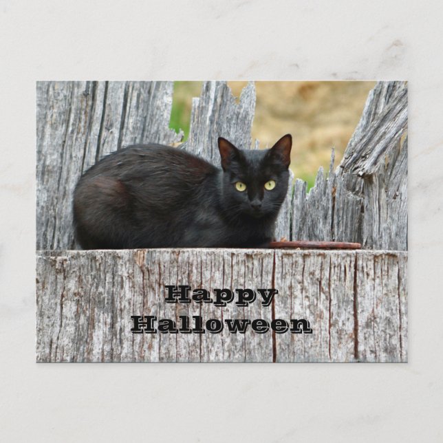 Pretty Black Cat Log Photo Halloween Postcard (Front)
