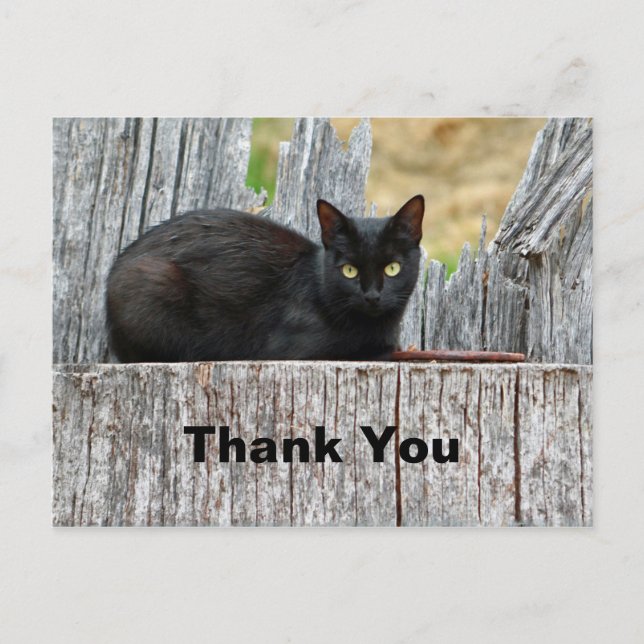 Pretty Black Cat Log Photo Thank You Postcard (Front)