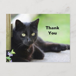 Pretty Black Cat Photo Thank You Postcard