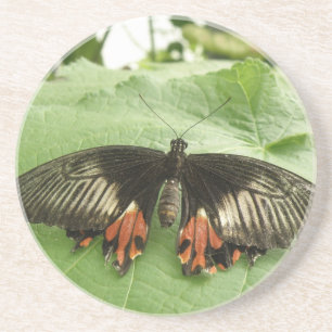 Pretty Black Red and Gold Butterfly Coasters