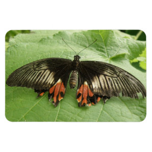 Pretty Black Red and Gold Butterfly Flexi Magnet