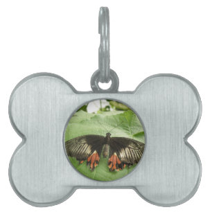 Pretty Black Red and Gold Butterfly Pet Tag