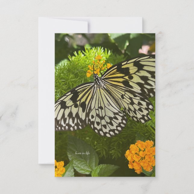 Pretty Black & White Butterfly Card (Front)