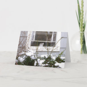 Pretty Black & White Cat in Window Christmas Holiday Card