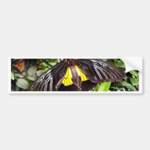 pretty black yellow butterfly photograph bumper sticker