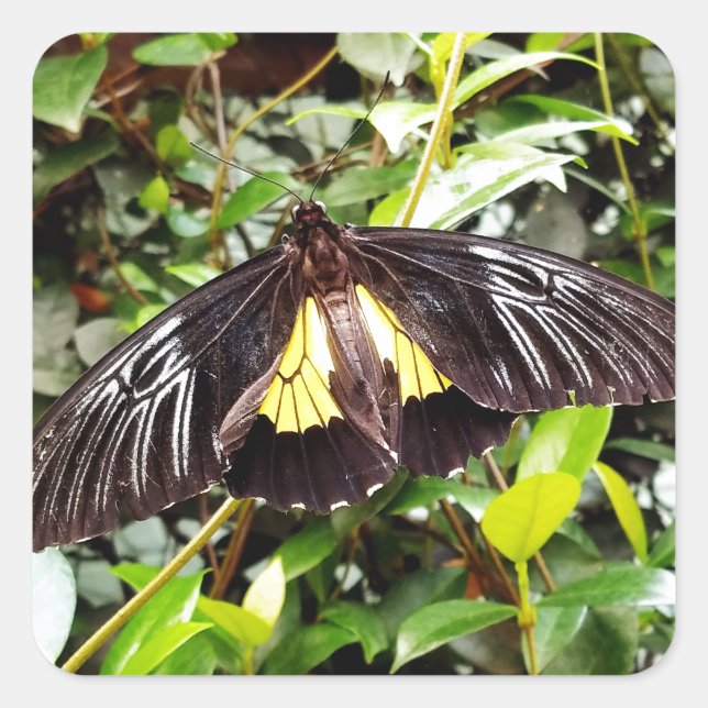 pretty black yellow butterfly photograph square sticker (Front)