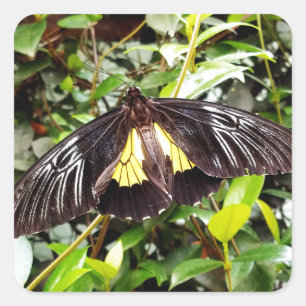 pretty black yellow butterfly photograph square sticker