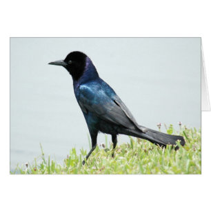Pretty blackbird crow Card