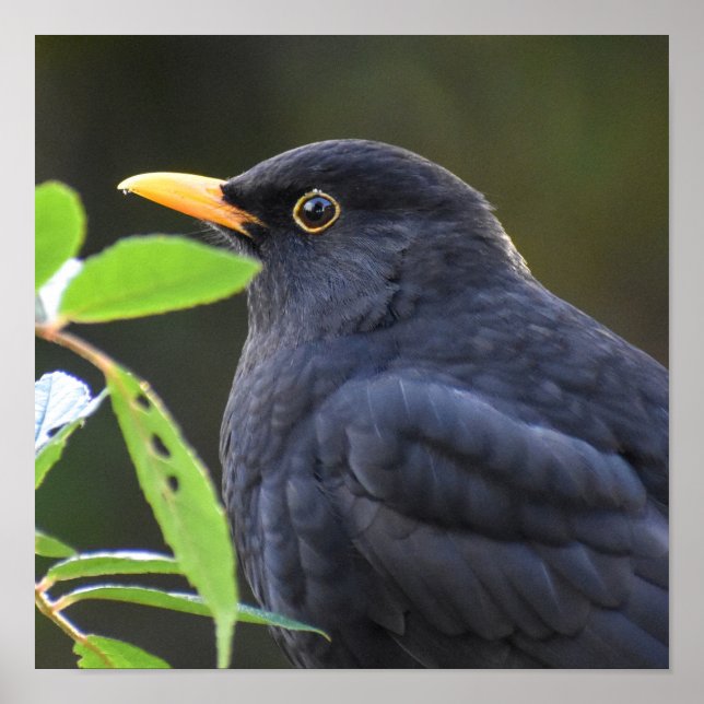 Pretty Blackbird Poster (Front)
