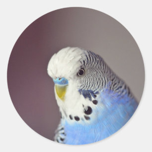 Pretty Blue Budgie Photo Classic Round Sticker