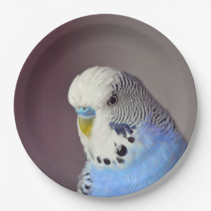 Pretty Blue Budgie Photo Paper Plate