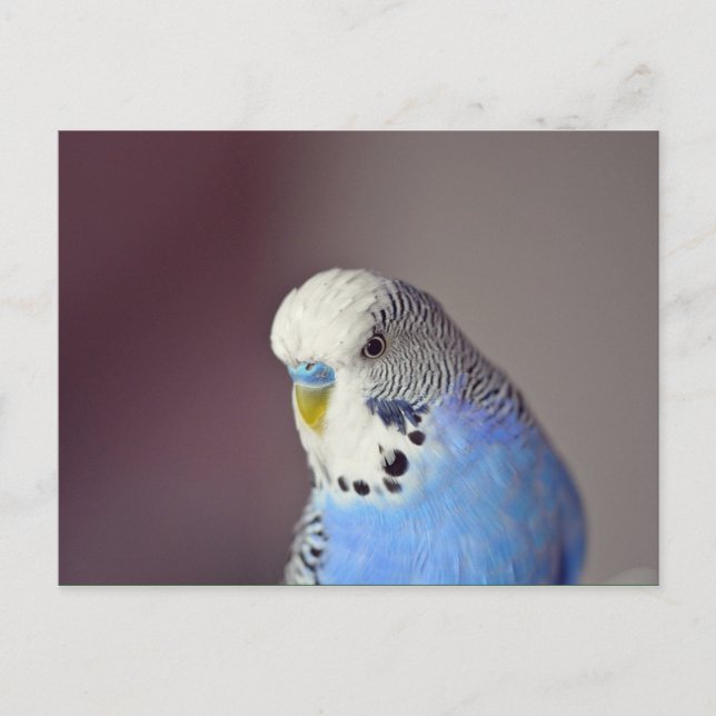 Pretty Blue Budgie Photo Postcard (Front)