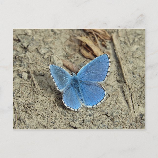 Pretty Blue Butterfly Photo Postcard (Front)