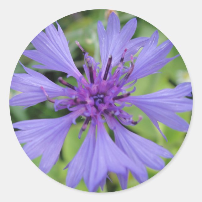 Pretty blue cornflower classic round sticker (Front)