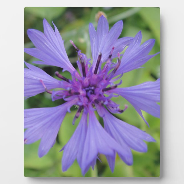 Pretty blue cornflower plaque (Front)