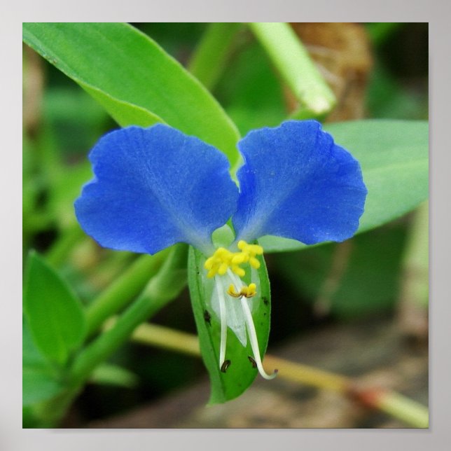 Pretty Blue Flower Square Crop Poster (Front)