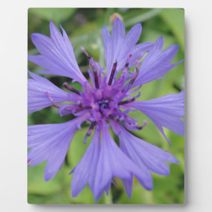 Pretty blue granary plaque