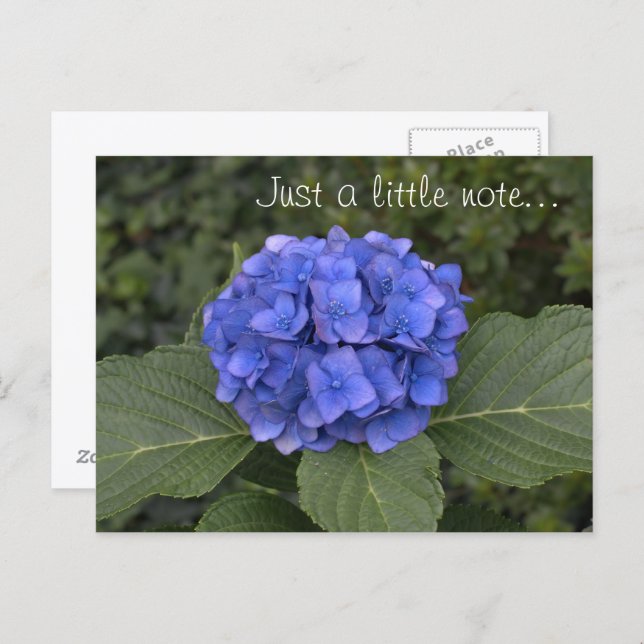 Pretty Blue Hydrangea Just A Little Note Postcard (Front/Back)