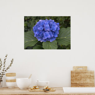 Pretty Blue Hydrangea Poster