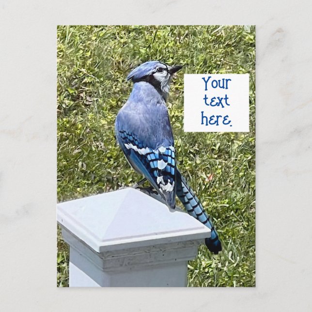 Pretty blue jay on post custom postcards (Front)