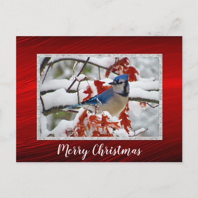 Pretty Blue Jay Snow Photo Christmas Postcard (Front)