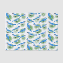 Pretty Blue Jays in Pine Tree unique birds