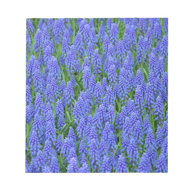 Pretty blue muscari flowers notepad (Front)