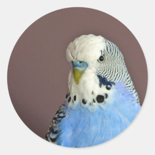 Pretty Blue Parakeet Photo Classic Round Sticker