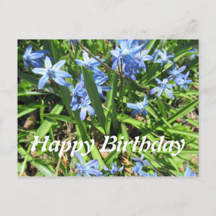Pretty Blue Scilla Flower Photo Birthday Postcard