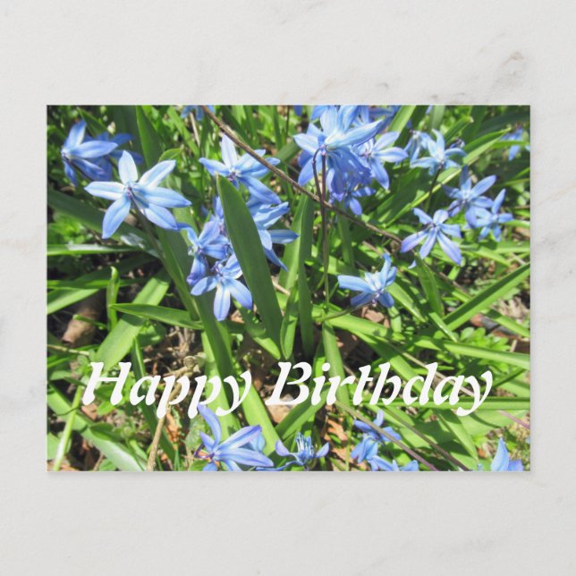 Pretty Blue Scilla Flower Photo Birthday Postcard (Front)