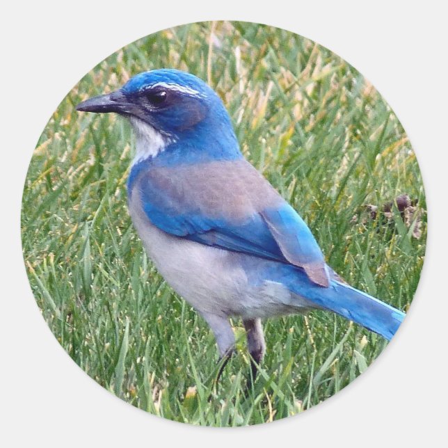 Pretty Blue Scrub Jay Bird Photo Classic Round Sticker (Front)