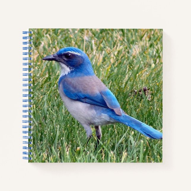 Pretty Blue Scrub Jay Bird Photo Notebook (Front)