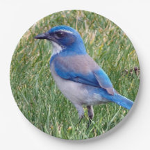 Pretty Blue Scrub Jay Bird Photo
