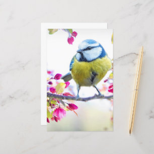 Pretty Blue & Yellow Bird on a Branch Photograph