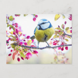 Pretty Blue & Yellow Bird on a Branch Photograph Postcard