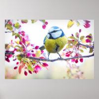 Pretty Blue & Yellow Bird on a Branch Photograph