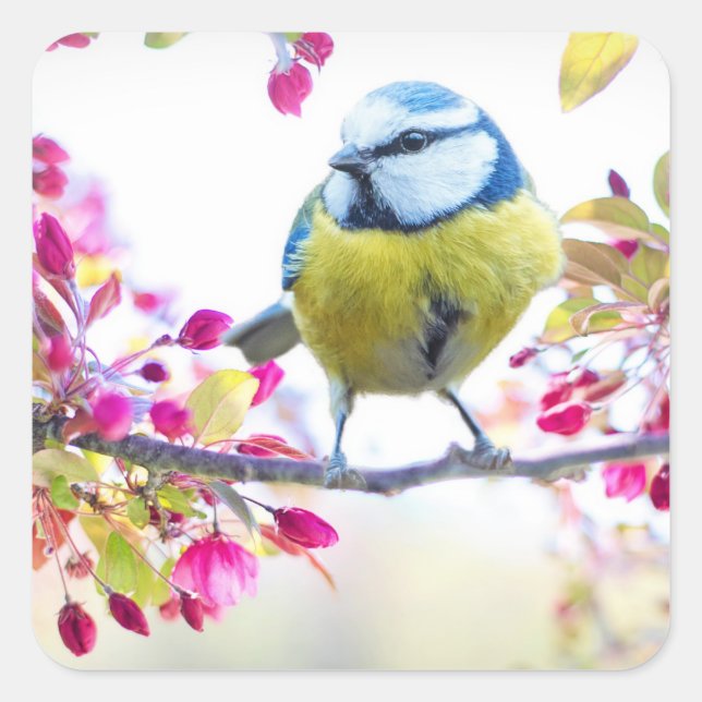 Pretty Blue & Yellow Bird on a Branch Photograph Square Sticker (Front)