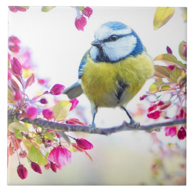 Pretty Blue & Yellow Bird on a Branch Photograph Tile (Front)