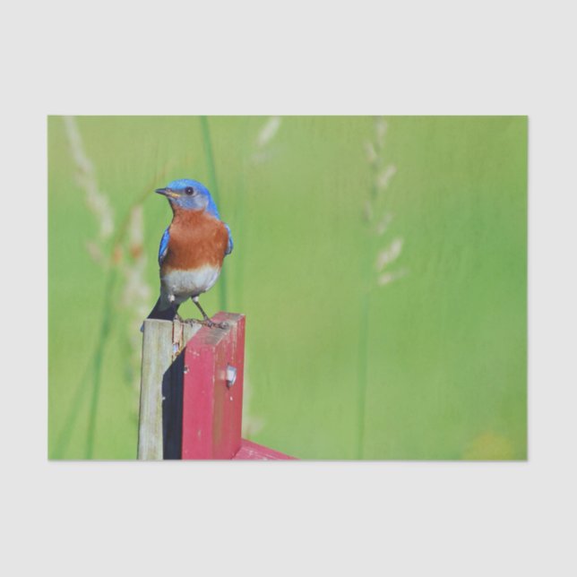 Pretty Bluebird Photo Tissue Paper (Front)