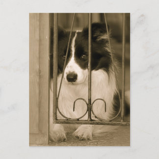 Pretty Border Collie Dog Postcard