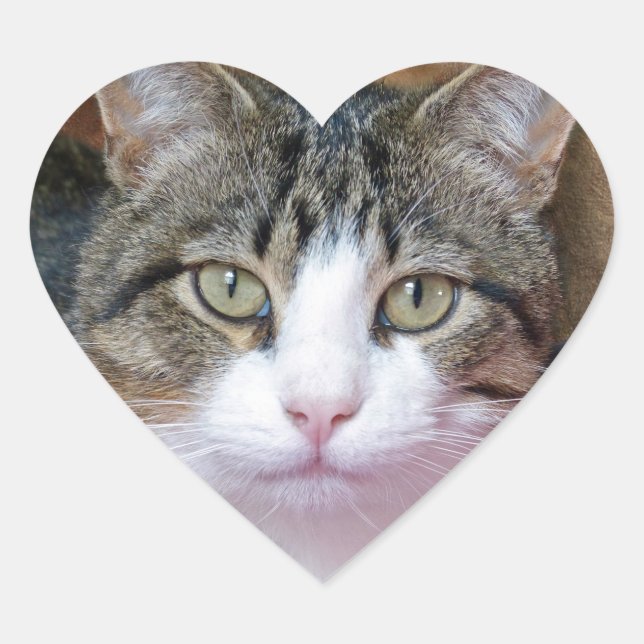 Pretty Boy  Heart Sticker (Front)