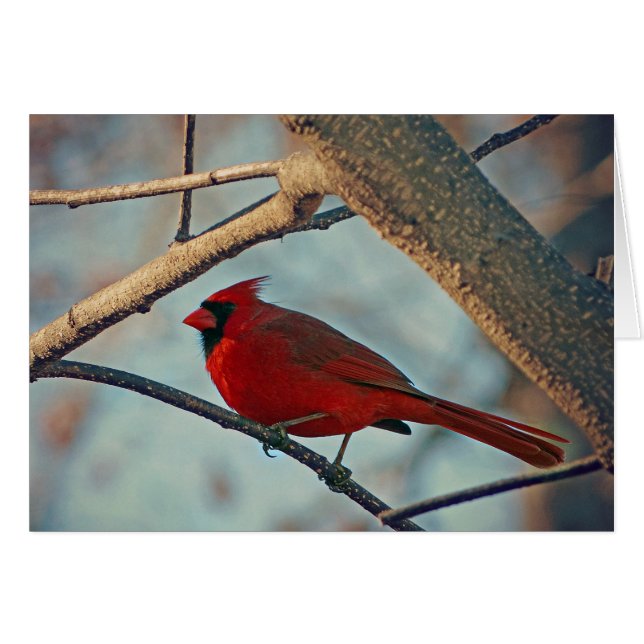 Pretty Boy Male Cardinal (Front Horizontal)
