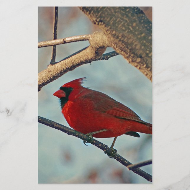 Pretty Boy Male Cardinal (Front)