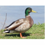 Pretty Boy Standing Photo Sculpture<br><div class="desc">Male Mallard duck</div>