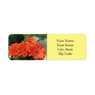Pretty Bright Orange Gerbera Daisy Photo Yellow