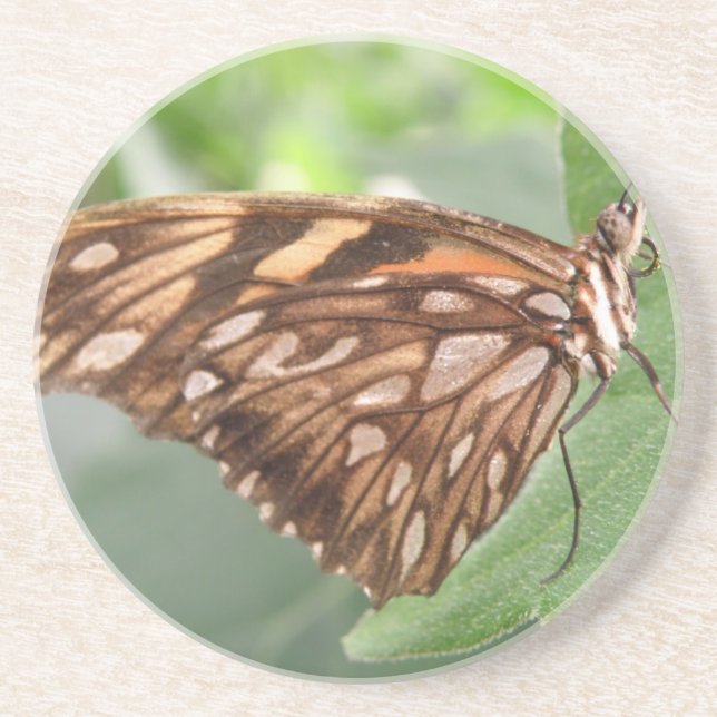 Pretty Brown Butterfly Coasters (Front)