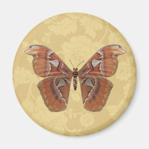 Pretty Brown Butterfly on Vintage Beige Floral Magnet