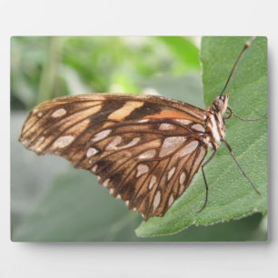 Pretty Brown Butterfly Plaque