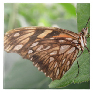 Pretty Brown Butterfly Tile