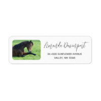 Pretty Brown Horse Laying in the Grass